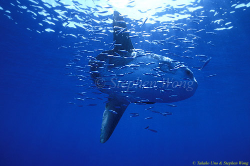 Mola Mola 141 051304