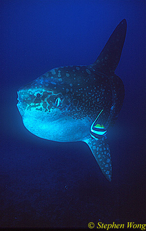 Mola Mola 142 051304