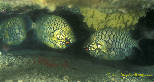 Pineapple Fish 02 Stephen WONG 080127