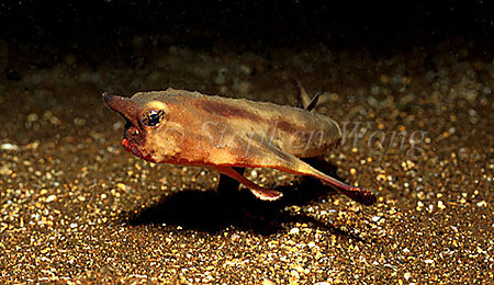 Red-lipped Batfish 01