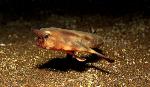 Red-lipped Batfish 01