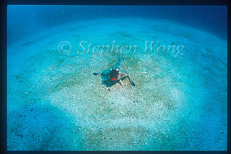 Red-lipped Batfish 02