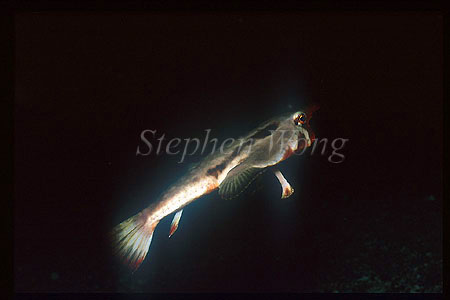 Red-lipped Batfish 03