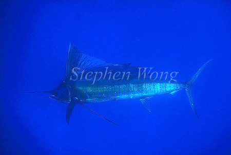 Pacific Sailfish 01a Istiophorus playtypterus, Calendonia 111803