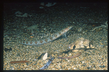 Sand Diver, Trichonotus Sand Darters 02 female, halsteadi