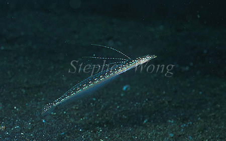 Sand Diver, Trichonotus Sand Darters 03 male, Threadfin sp