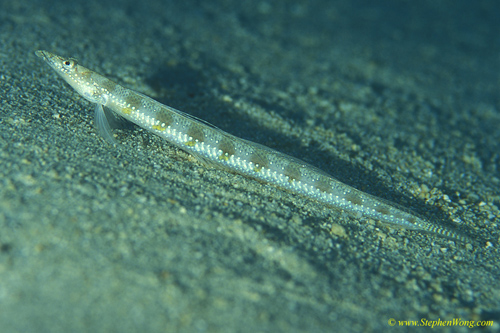 Sand Diver, Trichonotus Sand Darters 06 090106