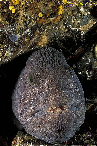 Wolf Eel 01 in den, Van Is 110903