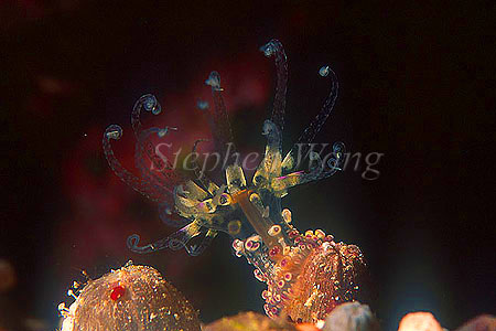 Anemone, 101 nocturnal species