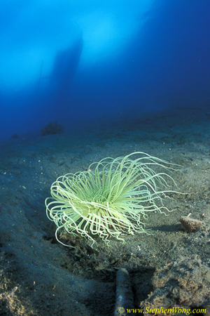 Anemone, 110 Tube 090106