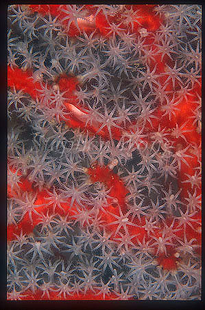 Coral, 113 Sea Fan, detail