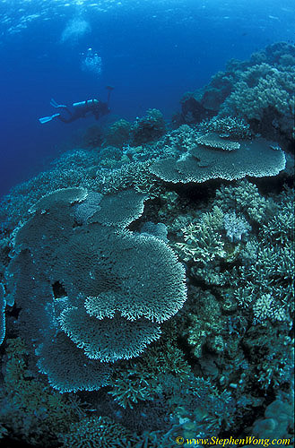 Coral 138 Plate & Takako 030106 Sanghe2005