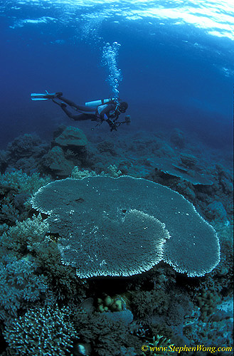 Coral 139 Plate & Takako 030106 Sange Indonesia2005