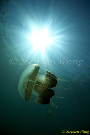 Jellyfish, 12a 080203