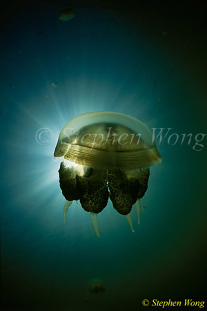 Jellyfish, 15 080203