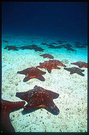 Sea Stars, 103 Crimson Stars, Cocos Island CostaRica1992