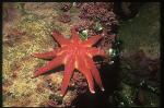 Sea Stars, 104 fiord Norway2000