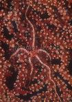 Sea Stars, 105 Brittle Star on sea fan