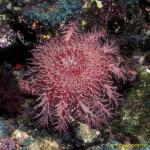 Sea Stars, 106 Crown of Thorns 01 socorro 060104