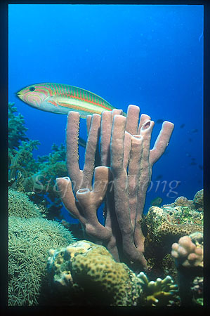 Sponge, 101 & Wrasse