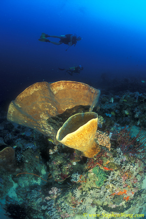 Sponge, 114 Elephant Ear 090106