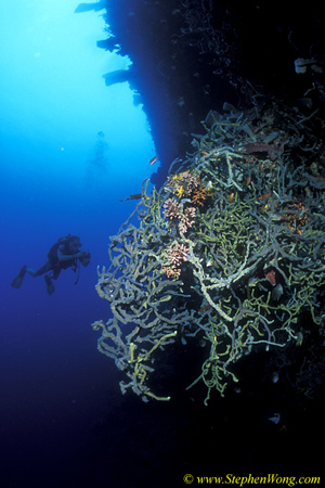 Sponge, 119 Ropes 090106