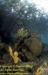 Sponge, 128 & Mangrove & Coral RA0607 one world rare location StephenWong 010109