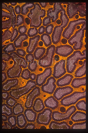 Tunicate, 104 Colonial Tunicate