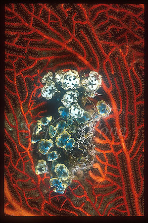 Tunicate, 105 on Seafan