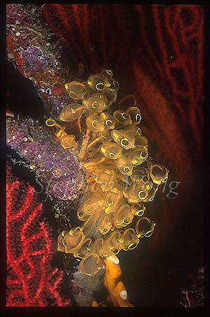 Tunicate, 106 on Seafan