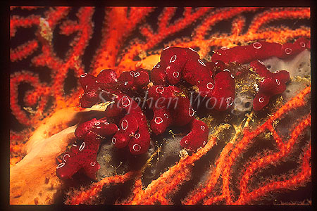 Tunicate, 107 Colonial, on seafan