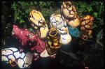 Tunicate, 108