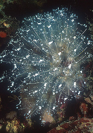 Tunicate, 109 Colonial