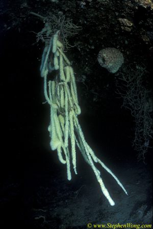 Tunicate, Fox Tails Tunicates 03jpg090106