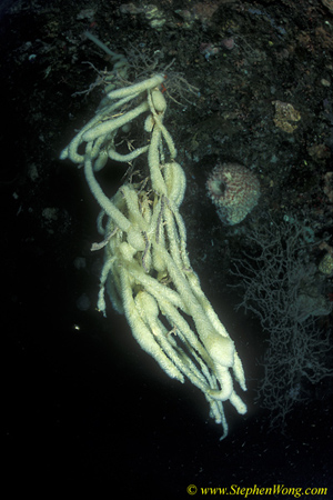 Tunicate, Fox Tails Tunicates 04jpg090106