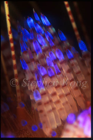 Urchin, 101 Fire Urchin, spines detail