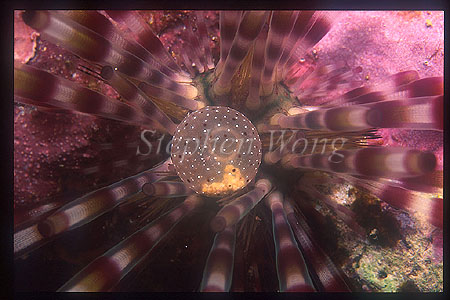 Urchin, 104 Echinothrix calamaris