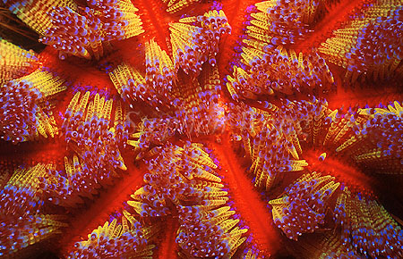 Urchin, 105 Fire Urchin