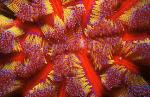 Urchin, 105 Fire Urchin