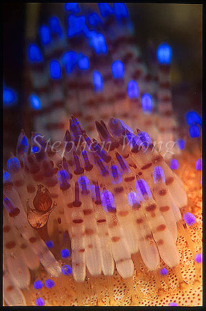 Urchin, 106 Fire Urchin, spines detail