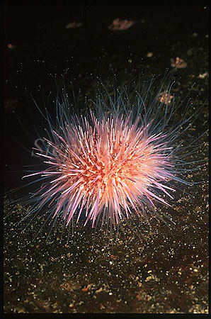 Urchin, 107 fiord Norway