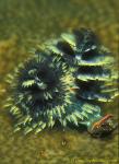Worm, Christmas Tree Worm 02 green 030106