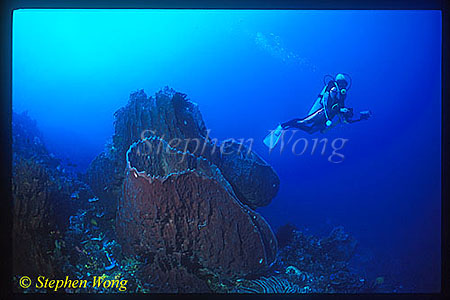 Barrel Sponge & Takako 01