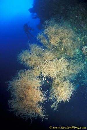 Coral Black 01 & Takako 090106 Gorontalo2003