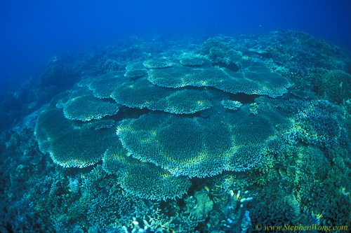 Coral Plates 03jpg090106