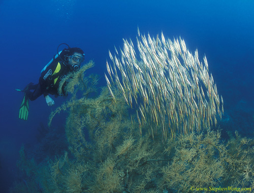 Governor 18 & Shrimpfishjpg090106