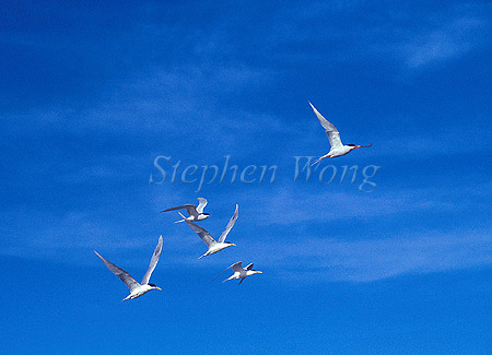 Arctic & Anarctica Terns 01 together