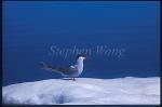 Arctic Tern 01 on Iceberg