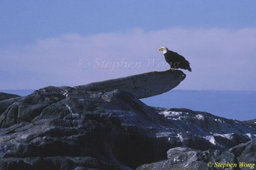 Bald Eagle 01, Vancouver Island 110103