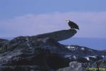 Bald Eagle 01, Vancouver Island 110103